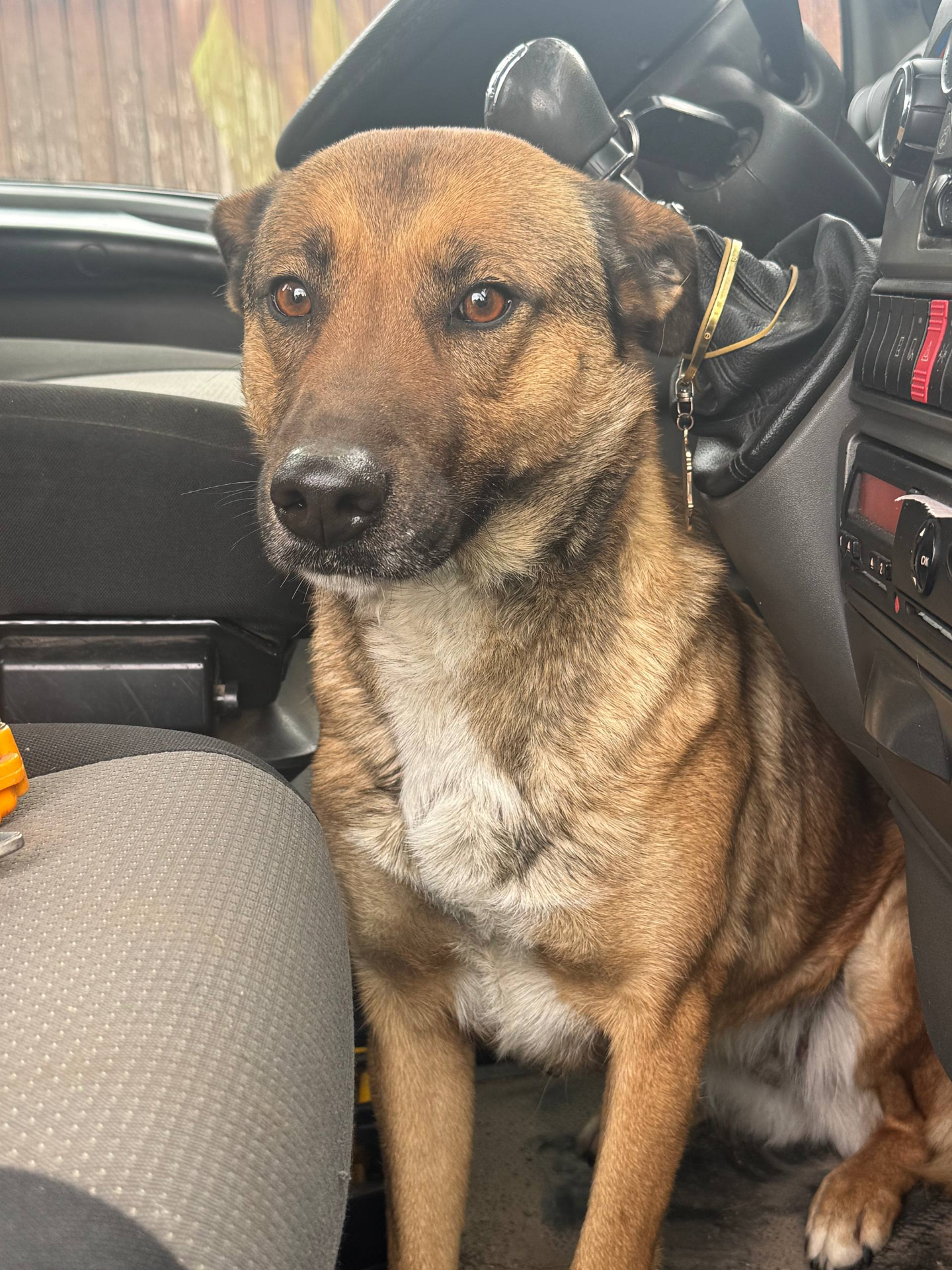 CHIEN TROUVÉ – BONDILLY